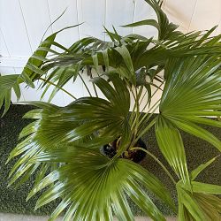 Chinese Fan Palm Chinese Fan Palm