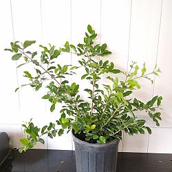 Barbados Cherry Barbados Cherry