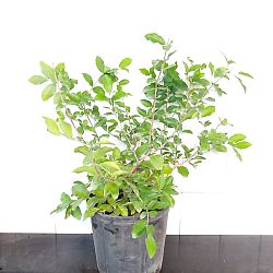 Barbados Cherry Barbados Cherry