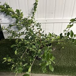 Barbados Cherry Barbados Cherry