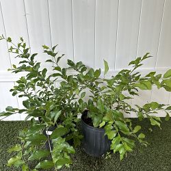 Barbados Cherry Barbados Cherry