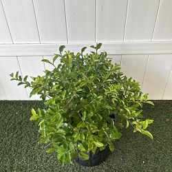 Barbados Cherry Barbados Cherry
