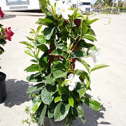 White Mandevilla White Mandevilla