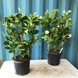 White Mandevilla White Mandevilla