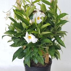 White Mandevilla White Mandevilla