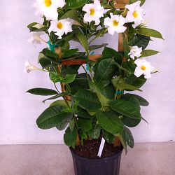 White Mandevilla White Mandevilla