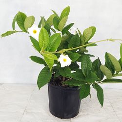 White Mandevilla White Mandevilla