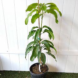 Mangifera indica 'Carrie', Mango Mangifera indica 'Carrie', Mango