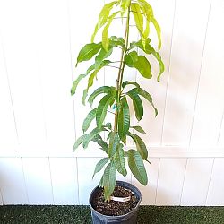 Mangifera indica 'Carrie', Mango Mangifera indica 'Carrie', Mango
