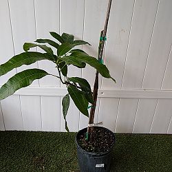 Mangifera indica 'Carrie', Mango Mangifera indica 'Carrie', Mango