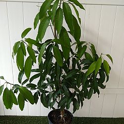 Mangifera indica 'Carrie', Mango Mangifera indica 'Carrie', Mango