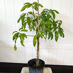 Mangifera indica 'Carrie', Mango Mangifera indica 'Carrie', Mango