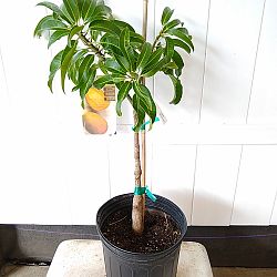 Mangifera indica 'Carrie', Mango Mangifera indica 'Carrie', Mango