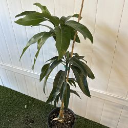 Kent Mango Tree Kent Mango Tree