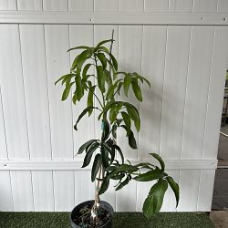 Kent Mango Tree Kent Mango Tree