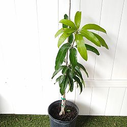 Kent Mango Tree Kent Mango Tree