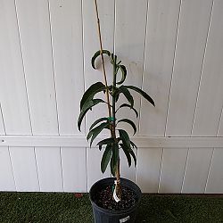 Kent Mango Tree Kent Mango Tree