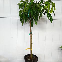 Kent Mango Tree Kent Mango Tree