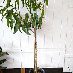 Kent Mango Tree Kent Mango Tree