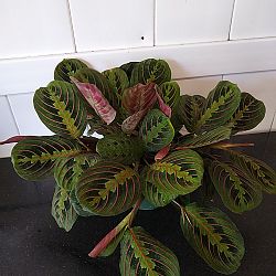 Red Maranta Red Maranta