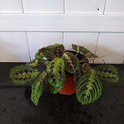 Red Maranta Red Maranta