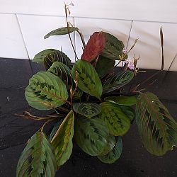 Red Maranta Red Maranta