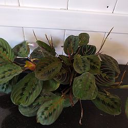 Red Maranta Red Maranta