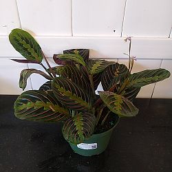 Red Maranta Red Maranta