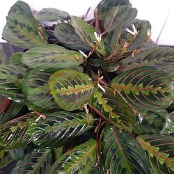 Red Maranta Red Maranta