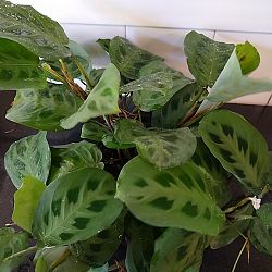 Green Maranta Green Maranta