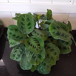 Green Maranta Green Maranta
