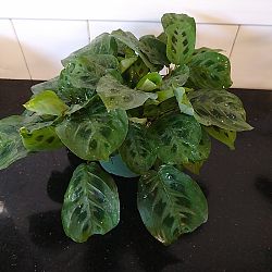 Green Maranta Green Maranta