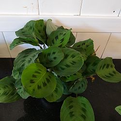 Green Maranta Green Maranta