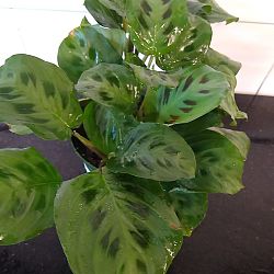 Green Maranta Green Maranta