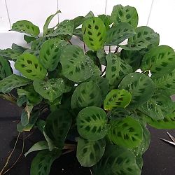 Green Maranta Green Maranta