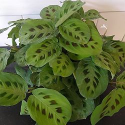 Green Maranta Green Maranta