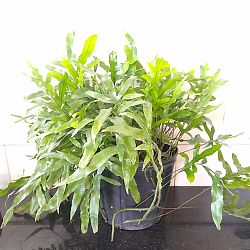 Kangaroo Paw Fern Kangaroo Paw Fern