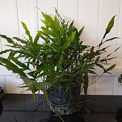 Kangaroo Paw Fern Kangaroo Paw Fern