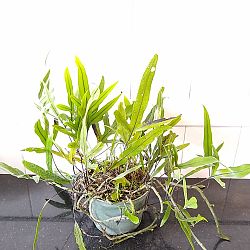 Kangaroo Paw Fern Kangaroo Paw Fern