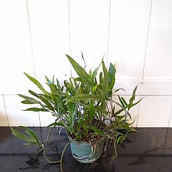 Kangaroo Paw Fern Kangaroo Paw Fern