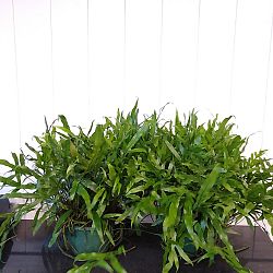 Kangaroo Paw Fern Kangaroo Paw Fern