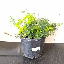 Sunshine Mimosa Sunshine Mimosa