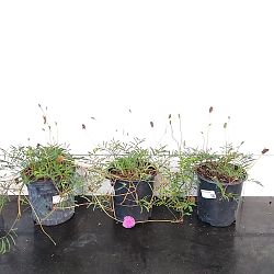 Sunshine Mimosa Sunshine Mimosa