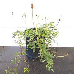 Sunshine Mimosa Sunshine Mimosa