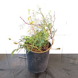 Sunshine Mimosa Sunshine Mimosa