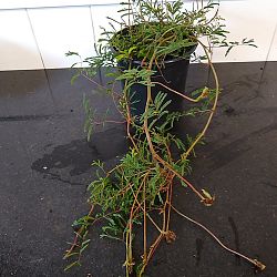 Sunshine Mimosa Sunshine Mimosa