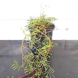 Sunshine Mimosa Sunshine Mimosa