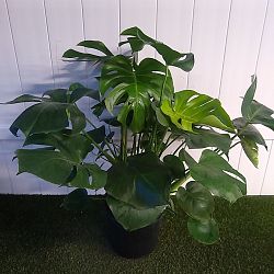 Monstera deliciosa Monstera deliciosa