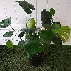 Monstera deliciosa Monstera deliciosa