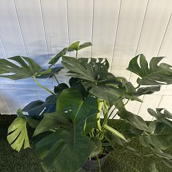 Monstera deliciosa Monstera deliciosa